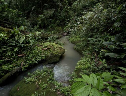 Why we cannot afford to lose the Amazon